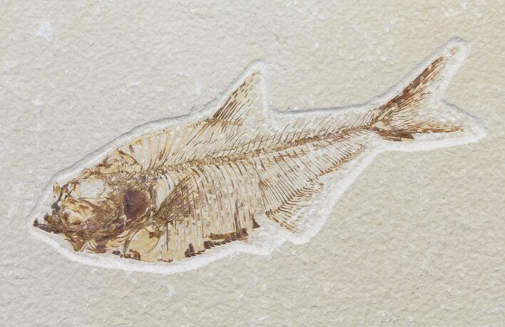 Bargain, Diplomystus Fossil Fish - Wyoming #60162